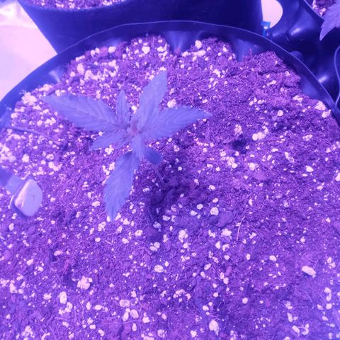 Lemon Berry Auto growlog timeline photo