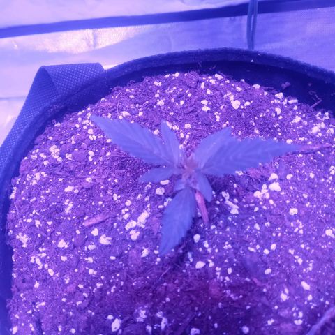 Lemon Berry Auto growlog timeline photo