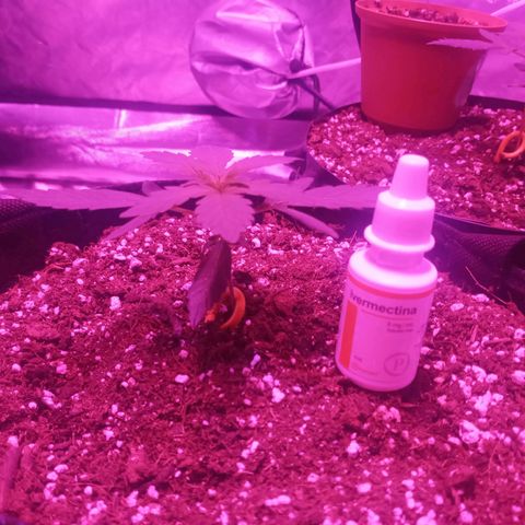 Lemon Berry Auto growlog timeline photo