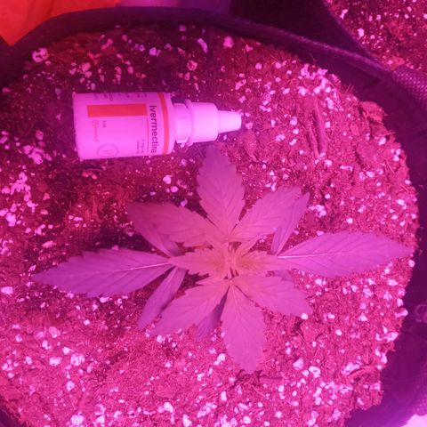 Lemon Berry Auto growlog timeline photo