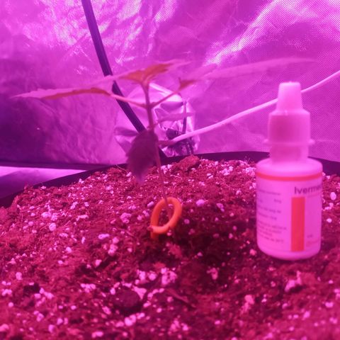 Lemon Berry Auto growlog timeline photo