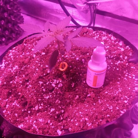 Lemon Berry Auto growlog timeline photo