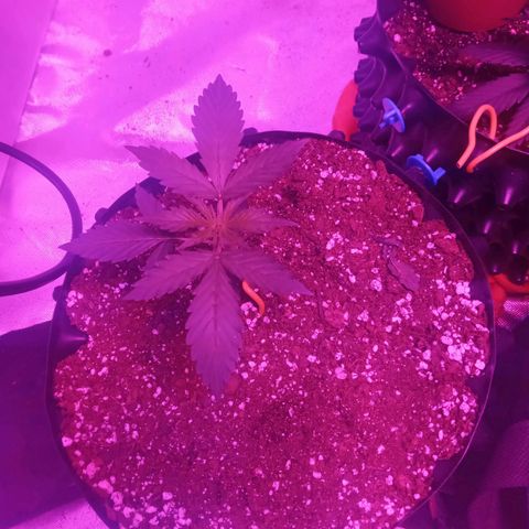 Lemon Berry Auto growlog timeline photo