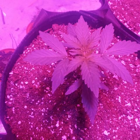 Lemon Berry Auto growlog timeline photo