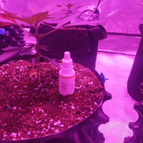 Lemon Berry Auto growlog timeline photo