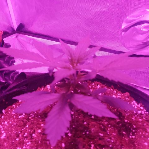 Lemon Berry Auto growlog timeline photo