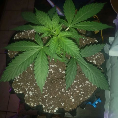 Lemon Berry Auto growlog timeline photo
