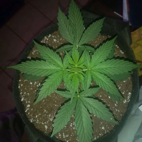 Lemon Berry Auto growlog timeline photo