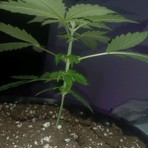Lemon Berry Auto growlog timeline photo