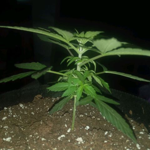 Lemon Berry Auto growlog timeline photo