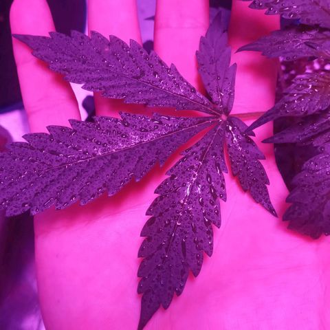Lemon Berry Auto growlog photo: Alta gama