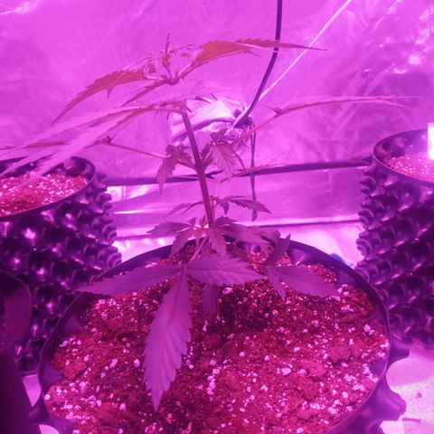 Lemon Berry Auto growlog timeline photo