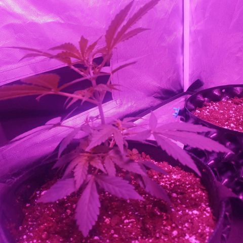 Lemon Berry Auto growlog timeline photo