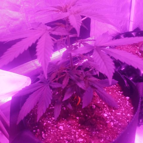 Lemon Berry Auto growlog timeline photo