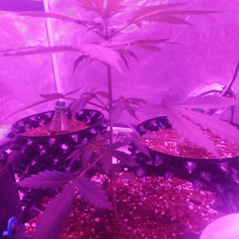 Lemon Berry Auto growlog timeline photo
