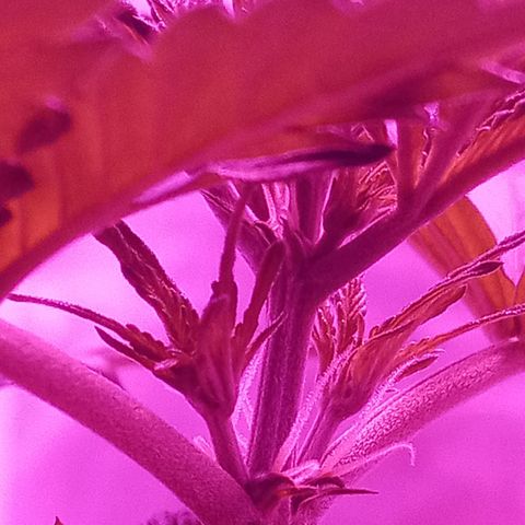 Lemon Berry Auto growlog timeline photo