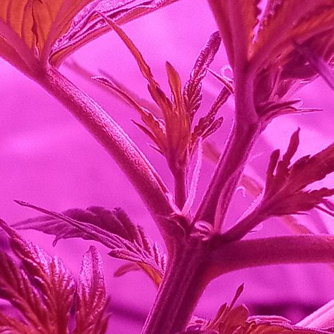 Lemon Berry Auto growlog timeline photo