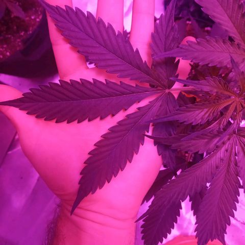 Lemon Berry Auto growlog timeline photo