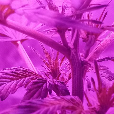 Lemon Berry Auto growlog photo: Nota que las ramificaciones ya no salen juntas lo que indica que la planta ya es madura