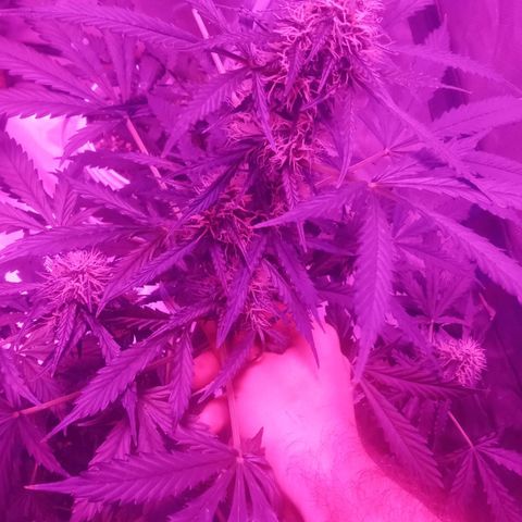 Lemon Berry Auto growlog photo: Kikoi