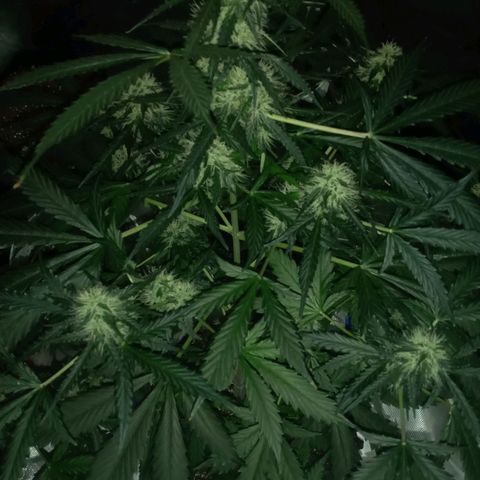 Lemon Berry Auto growlog photo: Kikoi