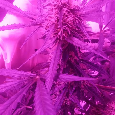Lemon Berry Auto growlog photo: Kikoi