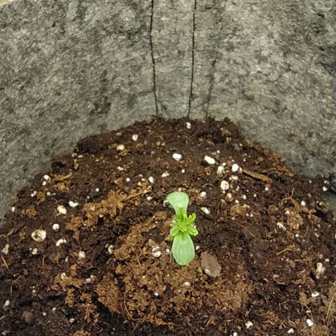 Lucy growlog photo: She is very smol T___T