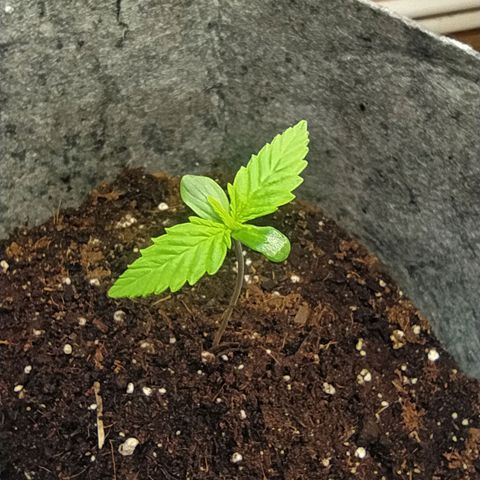 Story growlog timeline photo