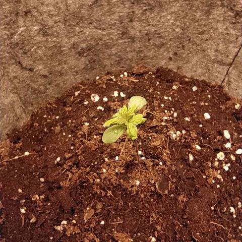Lucy growlog timeline photo