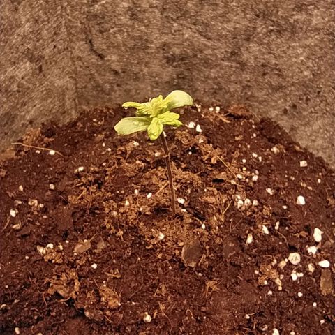 Lucy growlog timeline photo