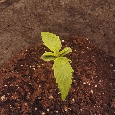 Story growlog timeline photo