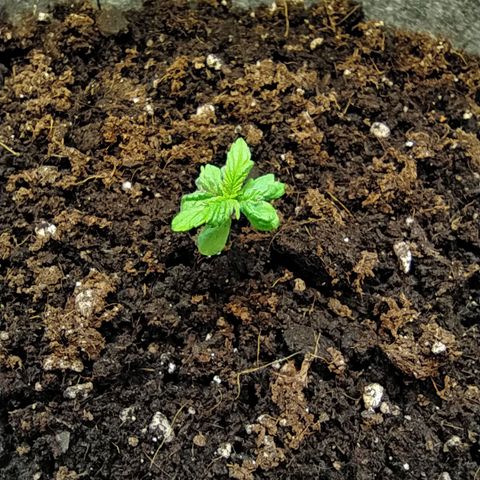 Lucy growlog timeline photo