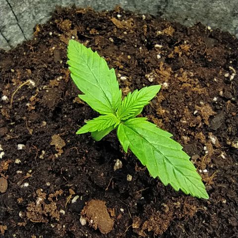 Story growlog timeline photo