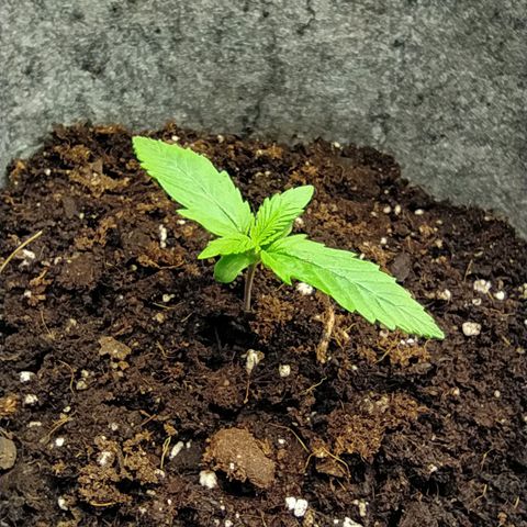 Story growlog timeline photo