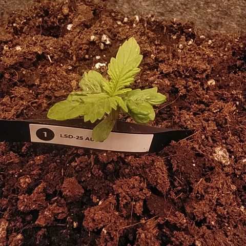 Lucy growlog timeline photo