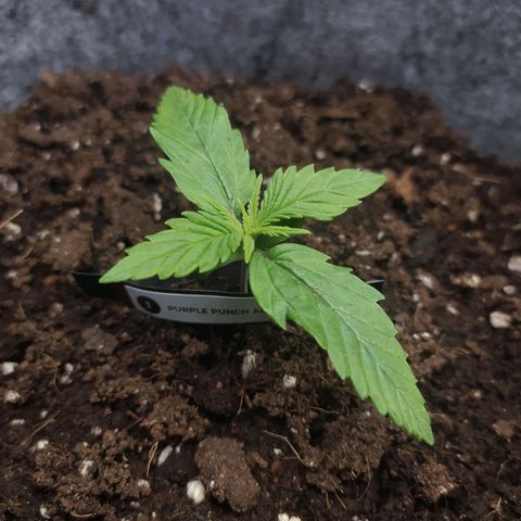 Story growlog timeline photo