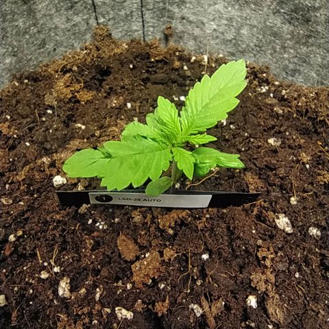 Lucy growlog timeline photo