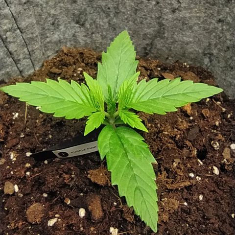 Story growlog timeline photo