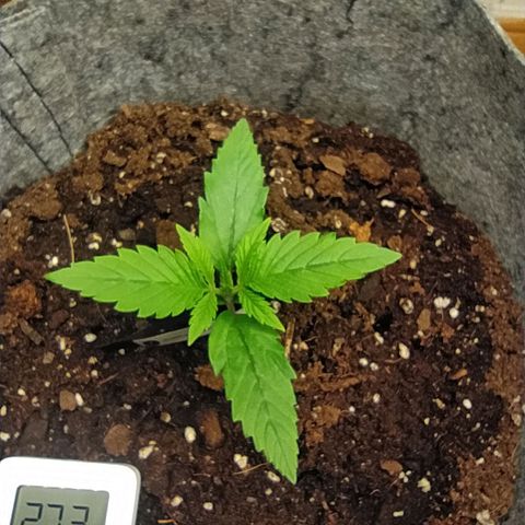 Story growlog timeline photo