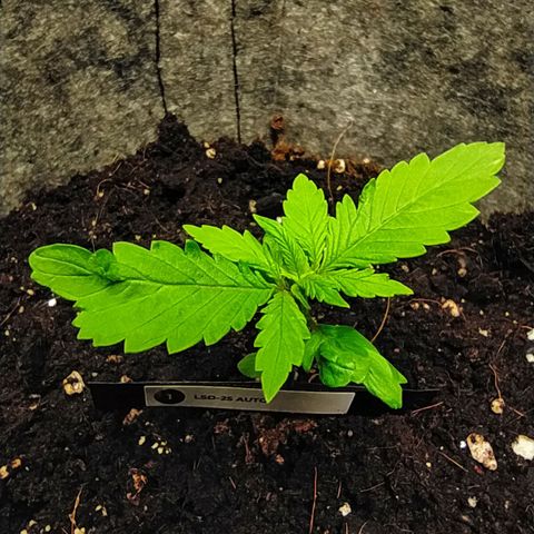 Lucy growlog timeline photo