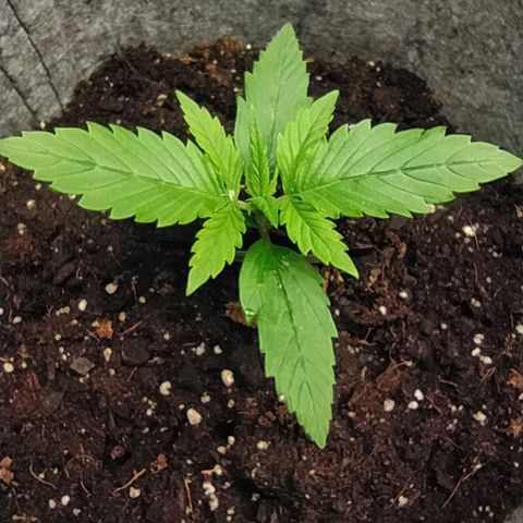Story growlog timeline photo