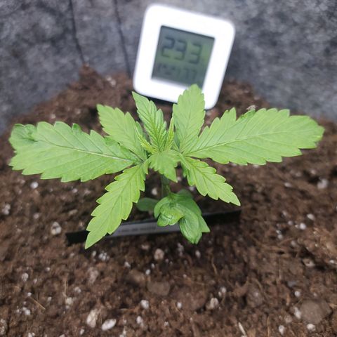Lucy growlog timeline photo
