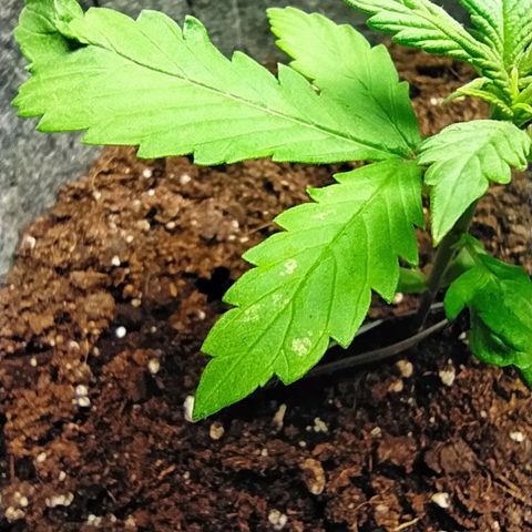 Lucy growlog timeline photo