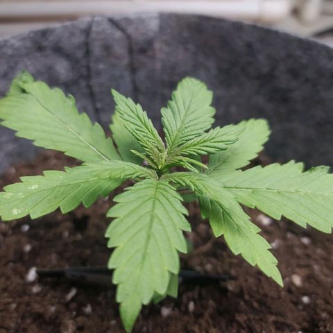 Lucy growlog timeline photo