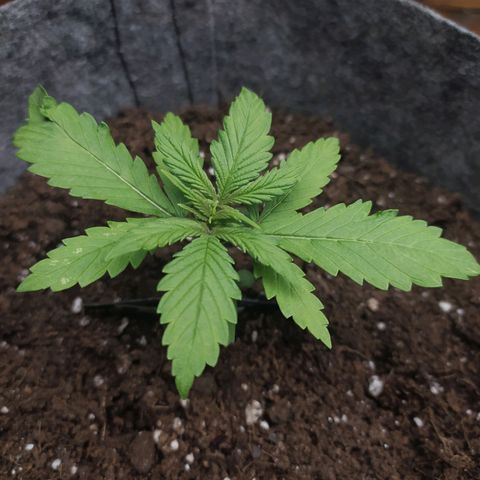 Lucy growlog timeline photo