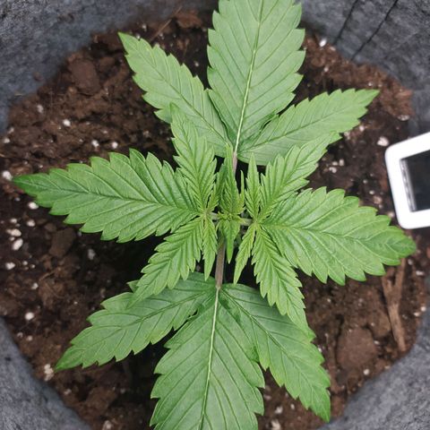 Story growlog timeline photo