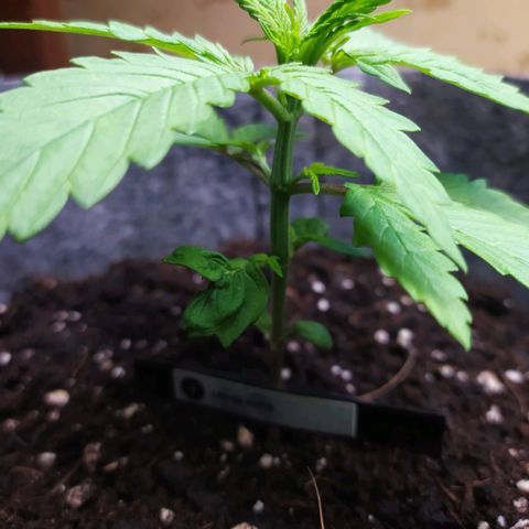 Lucy growlog timeline photo