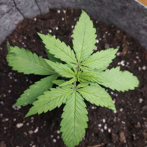 Lucy growlog timeline photo