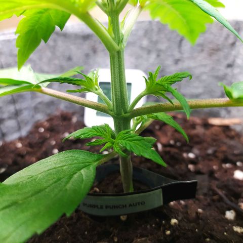 Story growlog timeline photo