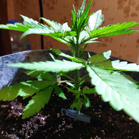Lucy growlog timeline photo